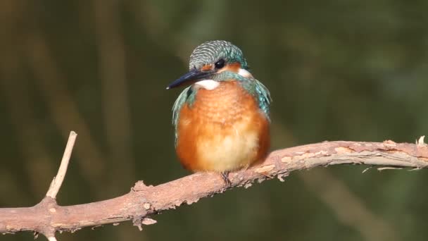 Kingfisher Comum Alcedo Atthis Pássaro Senta Galho Acima Rio Aguarda — Vídeo de Stock