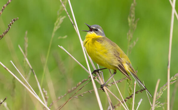 Western Yellow Wagtail, Motacilla flava. The male bird sits on the stem of the plant and sings