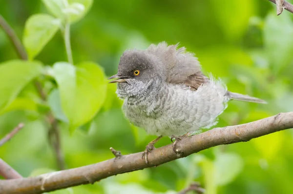 Barred Warbler Sylvia Nisoria Bird Sits Tree Branch She Fanned — Stock Photo, Image