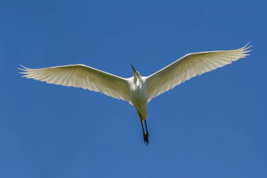 Yüce Egret, Ardea Alba. Kuş mavi gökyüzünde uçar.