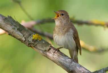Thrush Nightingale, Luscinia Luscinia Luscinia. Bir kuş bir ağaç dalına oturur ve şarkı söyler