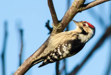Lesser Spotted Woodpecker, Dryobates minor, Dendrocopos minor. The smallest woodpecker sits on a tree branch clipart