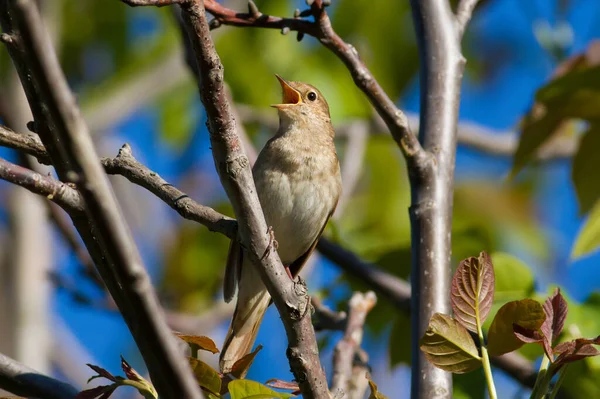 Thrush Nightingale Luscinia Luscinia Bird Sits Tree Branch Sings — Stock Photo, Image