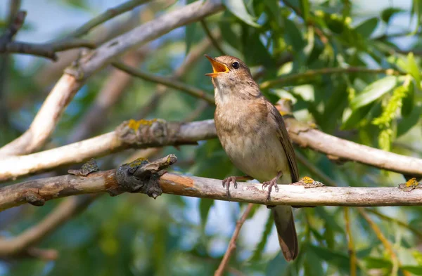 Thrush Nightingale, Luscinia Luscinia Luscinia. Bir kuş bir ağaç dalına oturur ve şarkı söyler