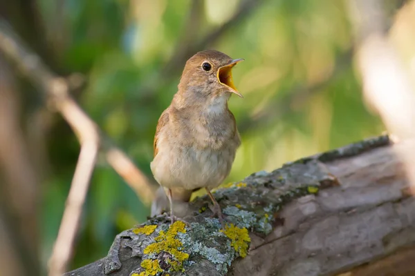 Thrush Nightingale, Luscinia Luscinia Luscinia. Bir kuş bir ağaç dalına oturur ve şarkı söyler