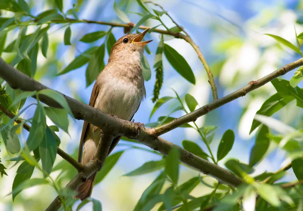 Thrush Nightingale Luscinia Luscinia Ptak Siada Gałęzi Drzewa Śpiewa — Zdjęcie stockowe