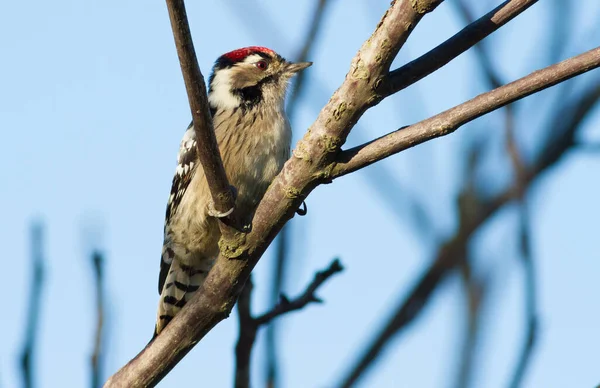 Küçük Benekli Ağaçkakan, Küçük Dryobates, Küçük Dendrocopos. En küçük ağaçkakan bir ağaç dalında oturur.