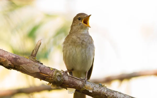 Thrush Nightingale, Luscinia Luscinia Luscinia. Bir kuş bir ağaç dalına oturur ve şarkı söyler