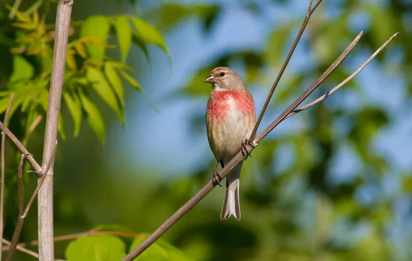 Linnet, Linaria cannabina. Bir bahar sabahı, bir kuş bir dala oturur.