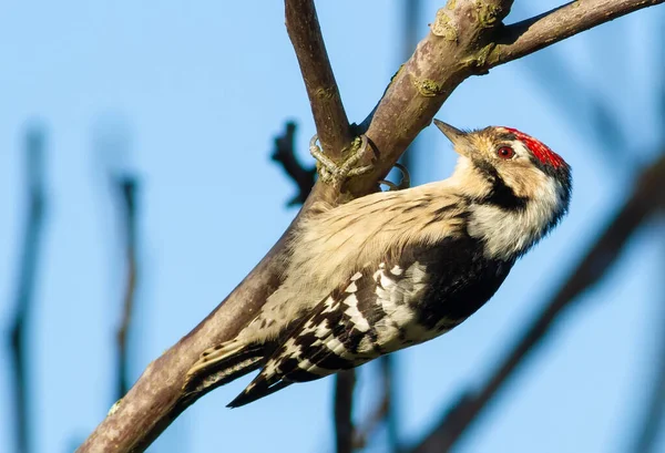 Менш Spotted Woodpecker Dryobates Minor Dendrocopos Minor Найменший Дятел Сидить — стокове фото