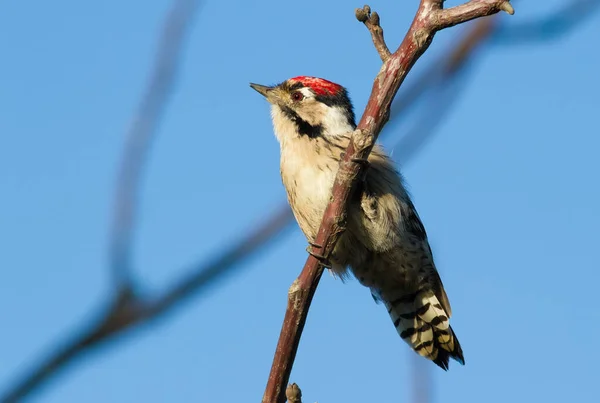 Buntspecht Dryobates Minor Dendrocopos Minor Der Kleinste Specht Sitzt Auf — Stockfoto