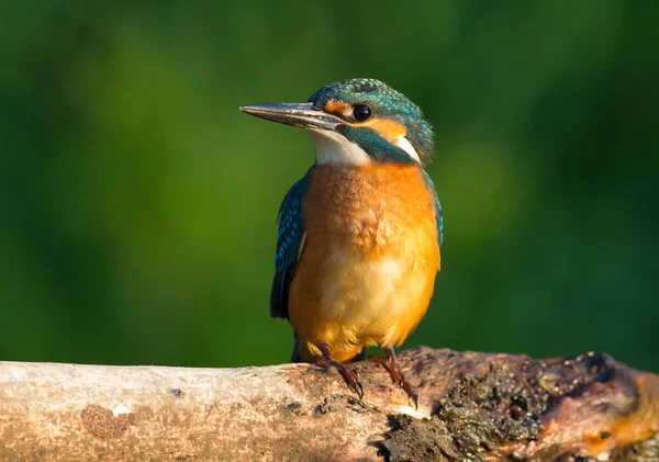 Common Kingfisher Alcedo Tomhle Úsvitu Sedí Mladý Pták Krásné Větvi — Stock fotografie