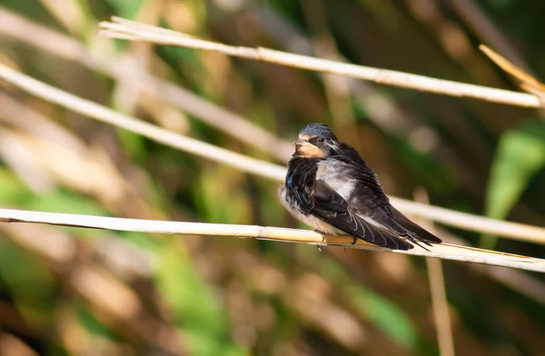 Barn Swallow Hirundo Rustica Pájaro Sienta Tallo Caña Cerca Del —  Fotos de Stock