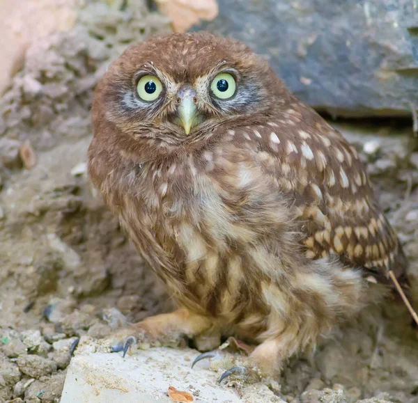 Lilla Ugglan Athene Noctua Ung Fågel Lämnade Nyligen Boet Kyckling — Stockfoto