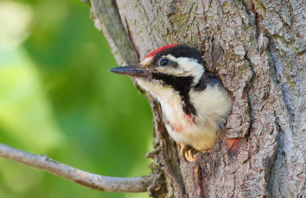 Velký Tečkovaný Datel Dendrocopos Major Kuře Vykoukne Prohlubně Čeká Rodiče — Stock fotografie