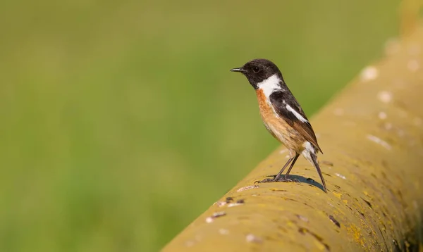 Avrupa taş şapkası, Saxicola rubicola. Sabahın erken saatlerinde erkek bir kuş gaz borusunun üzerinde oturur..