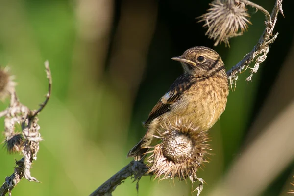 European Stonechat Saxicola Rubicola Рано Вранці Стебло Рослини Сидить Пташеня — стокове фото