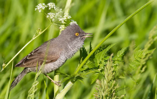 Barded Warbler Sylvia Nisoria Kuş Bitkinin Sapına Oturur Şarkı Söyler — Stok fotoğraf