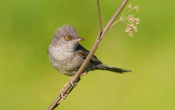 Barred Warbler Sylvia Nisoria Bird Sits Stem Plant — Stock Photo, Image