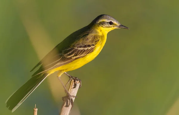 Western Yellow Wagtail Motacilla Flava Mai Soir Oiseau Est Assis — Photo