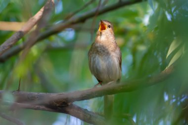 Thrush Nightingale, Luscinia Luscinia Luscinia. Bir kuş bir ağaç dalına oturur ve şarkı söyler