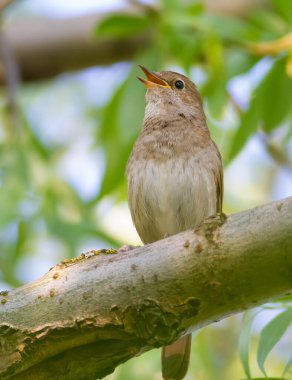 Thrush Nightingale, Luscinia Luscinia Luscinia. Bir kuş bir ağaç dalına oturur ve şarkı söyler