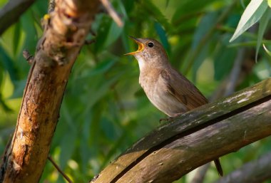 Thrush Nightingale, Luscinia Luscinia Luscinia. Bir kuş bir ağaç dalına oturur ve şarkı söyler