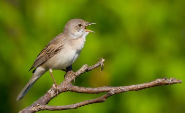 Sıradan bir Whitethroat, Sylvia Communis. Sabah erkek kuş bir çalılığın dalında oturur ve şarkı söyler.