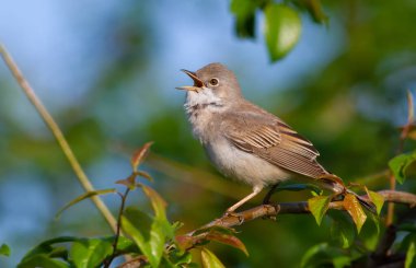 Sıradan bir Whitethroat, Sylvia Communis. Sabah erkek kuş bir çalılığın dalında oturur ve şarkı söyler.