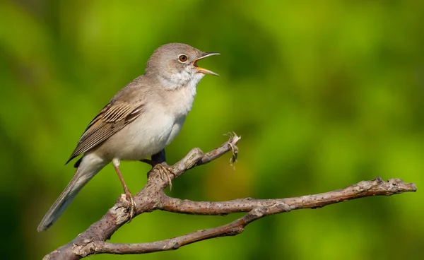 Sıradan bir Whitethroat, Sylvia Communis. Sabah erkek kuş bir çalılığın dalında oturur ve şarkı söyler.