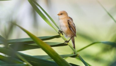 Sakallı reedling, Panurus biarmicus. Genç bir dişi nehir kıyısındaki bir sazlıkta oturur.