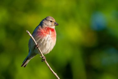 Linaria cannabina 'da yaygın bir linnet. Sabahın erken saatlerinde, erkek bir dala oturur, güneş modeli güzelce aydınlatır.