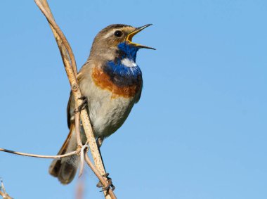 Bluethroat, Luscinia svecica, siyanecula svecica. Sabahın erken saatlerinde erkek kuş bir bitkinin sapına oturur ve şarkı söyler..