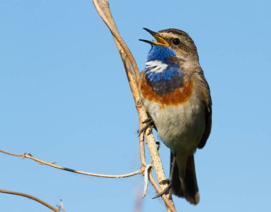 Bluethroat, Luscinia svecica, siyanecula svecica. Sabahın erken saatlerinde erkek kuş bir bitkinin sapına oturur ve şarkı söyler..