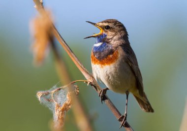 Bluethroat, Luscinia svecica, siyanecula svecica. Sabahın erken saatlerinde erkek kuş bir bitkinin sapına oturur ve şarkı söyler..