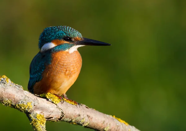 Common Kingfisher Alcedo Atthis Early Morning Young Bird Sits Beautiful — Stock Photo, Image