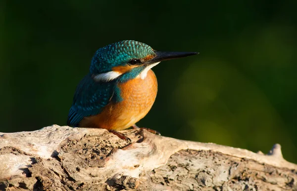 Obyčejný Ledňáček Alcedo Brzy Ráno Sedí Mladý Pták Krásné Větvi — Stock fotografie