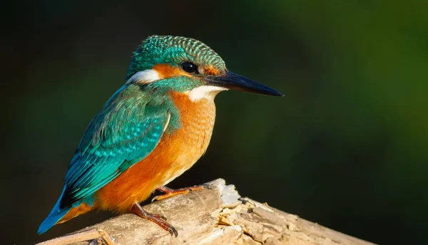 Vanlige Kungsfiskare Alcedo Det Här Tidigt Morgonen Sitter Ung Fågel — Stockfoto