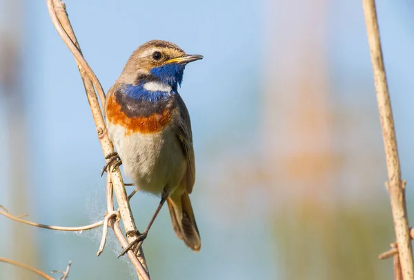 Bluethroat, Luscinia svecica, siyanecula svecica. Sabahın erken saatlerinde erkek kuş bir bitkinin sapına oturur.