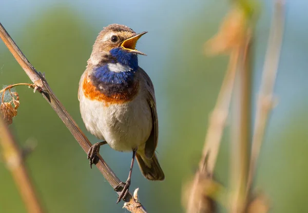 Bluethroat, Luscinia svecica, siyanecula svecica. Sabahın erken saatlerinde erkek kuş bir bitkinin sapına oturur ve şarkı söyler..