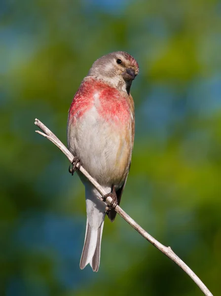 Linaria cannabina 'da yaygın bir linnet. Sabahın erken saatlerinde, erkek bir dala oturur, güneş modeli güzelce aydınlatır.