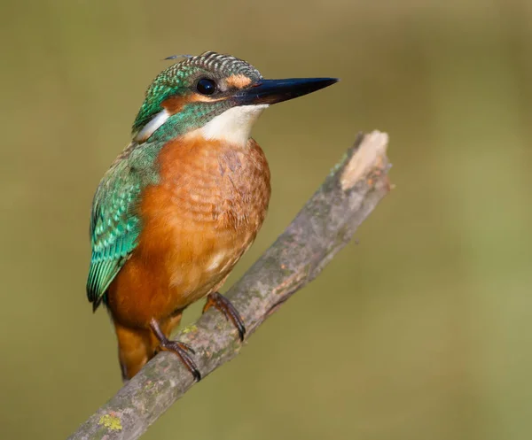 Common Kingfisher Alcedo Här Närbild Porträtt Fågel Morgonsolen Fågel Sitter — Stockfoto