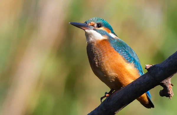 Common Kingfisher Alcedo Här Närbild Porträtt Fågel Morgonsolen Fågel Sitter — Stockfoto