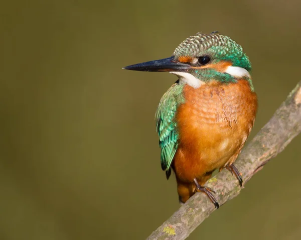 Common Kingfisher Alcedo Här Närbild Porträtt Fågel Morgonsolen Fågel Sitter — Stockfoto