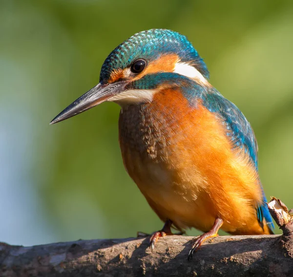 Common Kingfisher Alcedo Här Närbild Porträtt Fågel Morgonsolen Fågel Sitter — Stockfoto