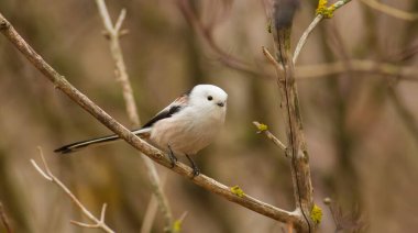 Long-tailed Tit, Aegithalos caudatus. Autumn morning in the forest. Beautiful little bird sitting on a branch