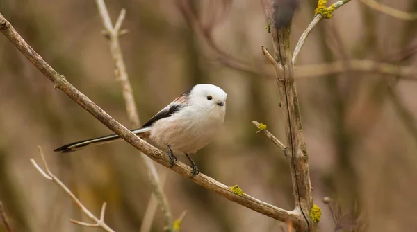 Long Tailed Tit Aegithalos Caudatus Autumn Morning Forest Beautiful Little — стокове фото