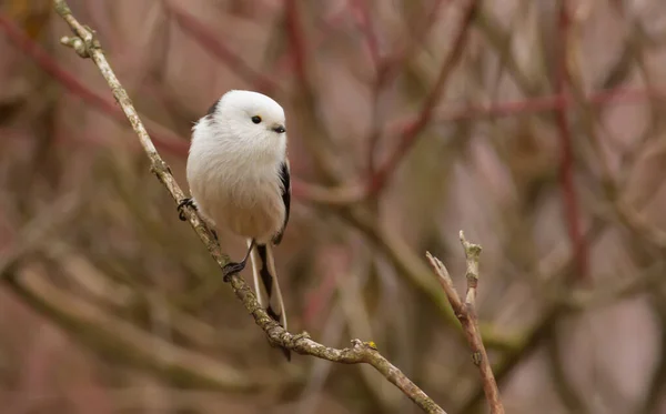 Mésange Longue Queue Aegithalos Caudatus Matin Automne Dans Forêt Beau — Photo