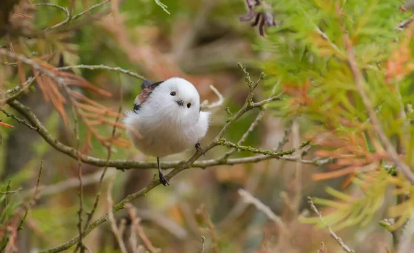 Long-tailed Tit, Aegithalos caudatus. Autumn morning in the forest. Beautiful little bird sitting on a branch