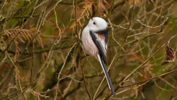 Long Tailed Tit Aegithalos Caudatus Autumn Morning Forest Beautiful Little — 스톡 사진